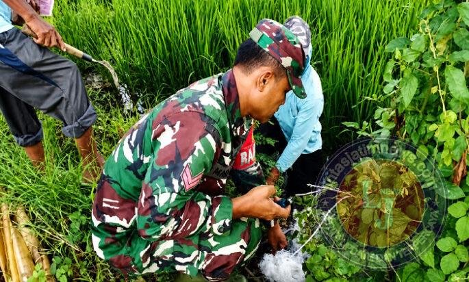 Babinsa, PPL dan Petani Ngepeh Kompak Lawan Hama Tikus Demi Selamatkan Hasil Panen