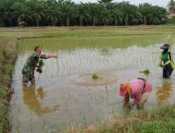 Bantu Petani Tanam Padi Aksi Nyata Babinsa Kodim Ponorogo Perkuat Ketahanan Pangan Desa