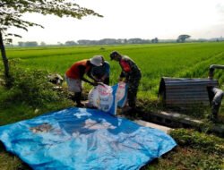 Menjaga Harapan di Tengah Sawah, Babinsa Nglames Turun Bantu Pemupukan Padi