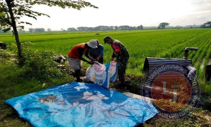 Menjaga Harapan di Tengah Sawah, Babinsa Nglames Turun Bantu Pemupukan Padi