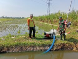 Menjaga Padi Tetap Hijau, Babinsa Tiron Bantu Petani Alirkan Air ke Sawah