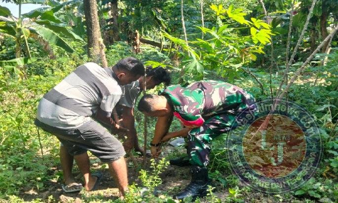 Hari ini Koramil 03 Serengan & Warga RT 01/09 Serengan Panen Raya Pisang dan Singkong