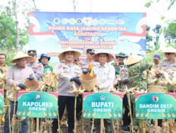 Dukung Ketahanan Pangan Nasional, Polres Gresik Sukses Panen Raya Jagung 80 Ton di Panceng dan Salurkan Bantuan untuk Petani