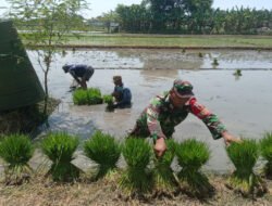 Menanam Harapan Bersama Petani, Babinsa Pagotan Turun ke Sawah Demi Swasembada Pangan