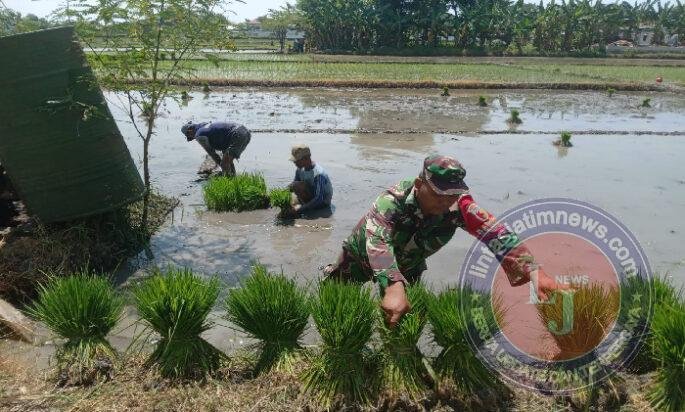 Menanam Harapan Bersama Petani, Babinsa Pagotan Turun ke Sawah Demi Swasembada Pangan