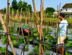 Di Balik Suburnya Perkebunan Warga, Ada Pendampingan Babinsa yang Tak Pernah Absen