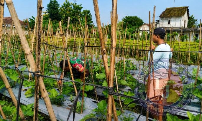 Di Balik Suburnya Perkebunan Warga, Ada Pendampingan Babinsa yang Tak Pernah Absen