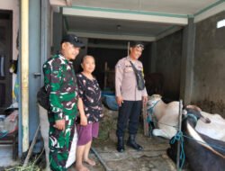 Jelang Hari Raya Idul Adha 1447 Hijriah, Babinsa Pajang Bersama Bhabinkamtibmas Lakukan Pengecekan Hewan Qurban