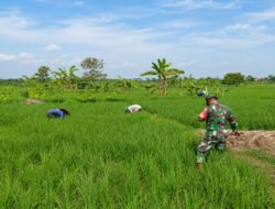 Demi Padi Tumbuh Subur, Babinsa Sebayi Turun Langsung Bersihkan Gulma di Sawah Warga