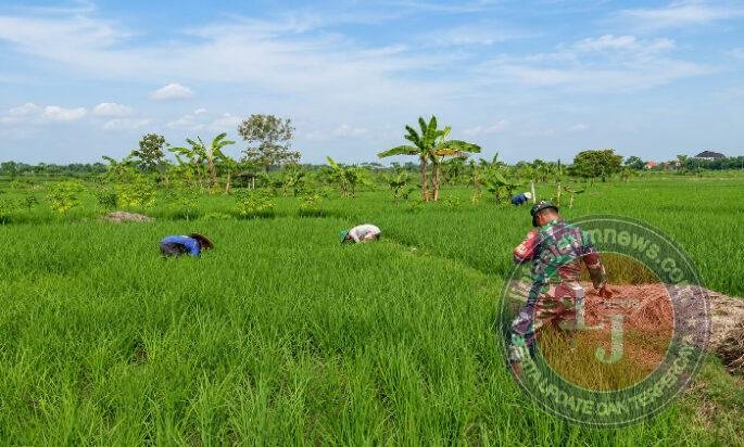 Demi Padi Tumbuh Subur, Babinsa Sebayi Turun Langsung Bersihkan Gulma di Sawah Warga