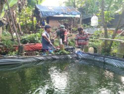 Babinsa Nogosari Dampingi Budidaya Lele Warga, Dorong Ketahanan Pangan dan Ekonomi Desa