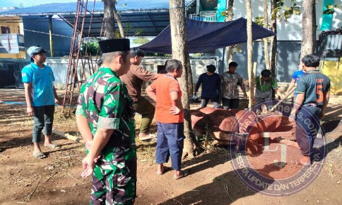 Sapi Kurban Presiden RI Seberat 970 Kg Disembelih di Ponpes Citra Suhada Jatisrono, Warga Antusias Hadiri Kegiatan