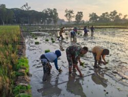 Langkah Babinsa di Tengah Sawah, Menguatkan Harapan Petani Saradan