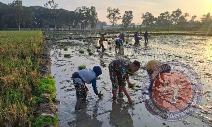 Langkah Babinsa di Tengah Sawah, Menguatkan Harapan Petani Saradan