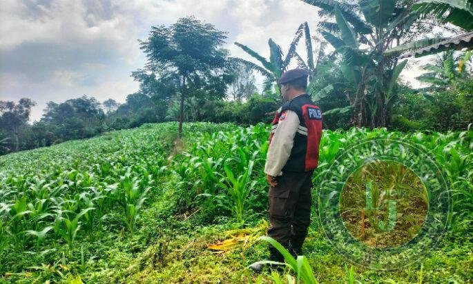 Bhabinkamtibmas Polsek Sukorejo Dampingi Petani Optimalkan Lahan Produktif