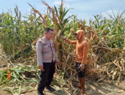 Polsek Winongan Pantau Lahan Jagung di Desa Menyarik Dukung Program Ketahanan Pangan Nasional