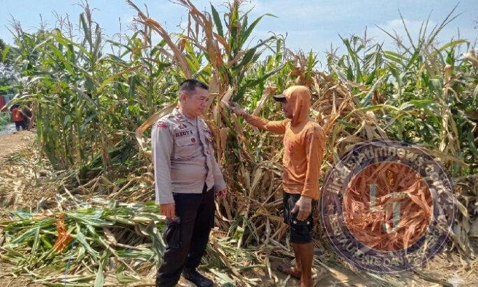 Polsek Winongan Pantau Lahan Jagung di Desa Menyarik Dukung Program Ketahanan Pangan Nasional