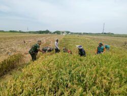 Senyum Sumringah Pak Paimin Saat Sawahnya Diserbu Babinsa Koramil Jenar untuk Panen Bersama