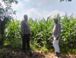Polisi Turun ke Sawah, Pantau Tanaman Hortikultura demi Ketahanan Pangan Nasional