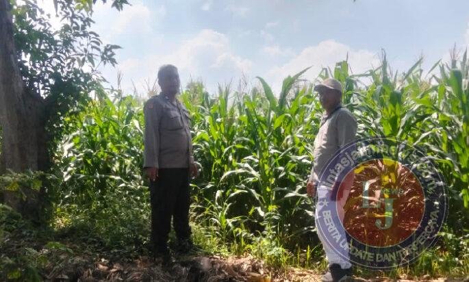 Polisi Turun ke Sawah, Pantau Tanaman Hortikultura demi Ketahanan Pangan Nasional