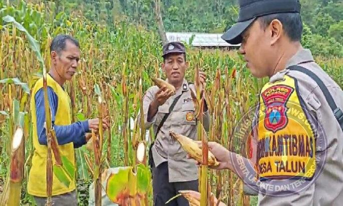 Polres Ponorogo Sahabat Petani, Dampingi Warga Wujudkan Swasembada Pangan