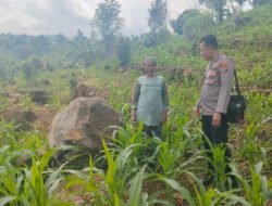 Tak Hanya Jaga Kamtibmas, Bhabinkamtibmas di Tutur Ikut Rawat Ladang Jagung Warga