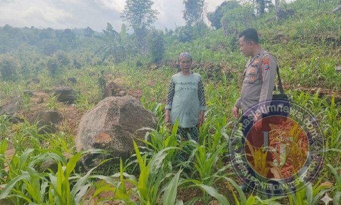 Tak Hanya Jaga Kamtibmas, Bhabinkamtibmas di Tutur Ikut Rawat Ladang Jagung Warga