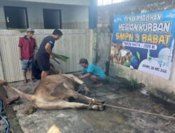 Idul Adha 1447 H: SMPN 3 Babat Istiqomah Sembelih Dua Ekor Sapi, Tanamkan Jiwa Kurban dan Kepedulian pada Murid