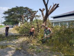Tak Ingin Menunggu Korban, Babinsa dan Warga Golan Bergerak Antisipasi Pohon Tumbang