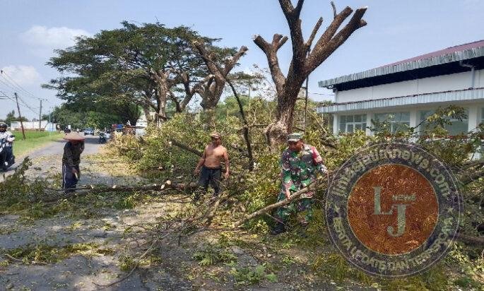 Tak Ingin Menunggu Korban, Babinsa dan Warga Golan Bergerak Antisipasi Pohon Tumbang