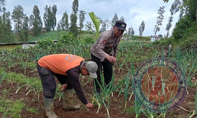 Polisi Turun ke Kebun Bawang Prei, Dorong Warga Aktif Bertanam untuk Ketahanan Pangan