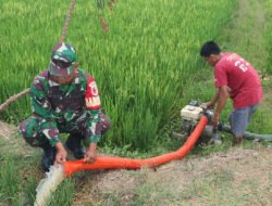 Memasuki Musim Kemarau, Babinsa Sebayi Turun ke Sawah Bantu Petani Selamatkan Tanaman