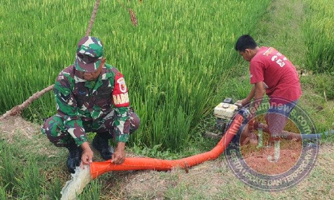 Memasuki Musim Kemarau, Babinsa Sebayi Turun ke Sawah Bantu Petani Selamatkan Tanaman