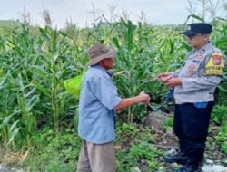 Pantau Lahan Jagung Petani, Polres Pasuruan Kawal Sukses Swasembada Pangan