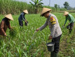 Pak Bhabin Penggerak Ketahanan Pangan, Dampingi Petani Jagung di Kota Malang