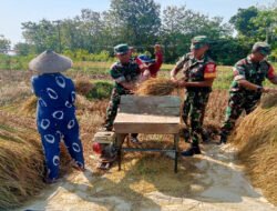 Di Balik Padi Menguning Serka Mukmin dan Petani Berbagi Suka di Musim Panen