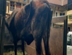 Polres Lumajang Amankan Tersangka Penadah Sapi Curian dan Senpi Rakitan