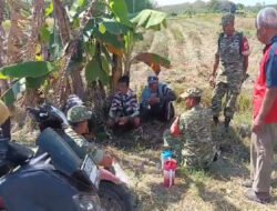Cerita dari Pematang Sawah : Babinsa Hadir, Petani Padi Semakin Optimis