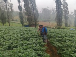 Polsek Tosari Dampingi Warga Kelola Pertanian, Pantau Lahan Kentang di Podokoyo