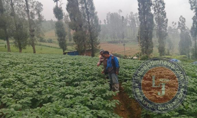 Polsek Tosari Dampingi Warga Kelola Pertanian, Pantau Lahan Kentang di Podokoyo