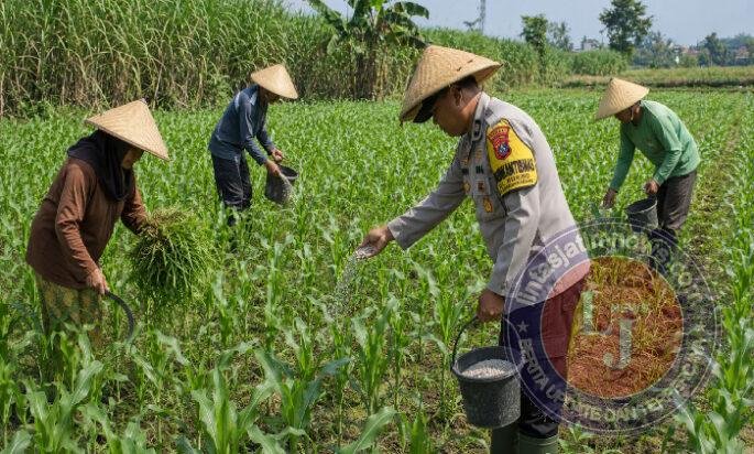 Pak Bhabin Penggerak Ketahanan Pangan, Dampingi Petani Jagung di Wilayah Hukum Polres Pasuruan