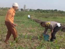 Polisi Bangil Aktif Bersama Kelompok Tani Gempeng Monitoring Lahan Jagung