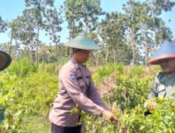 Kemandirian Pangan Nasional, Personel Polres Gresik Dampingi Sektor Pertanian di Panceng
