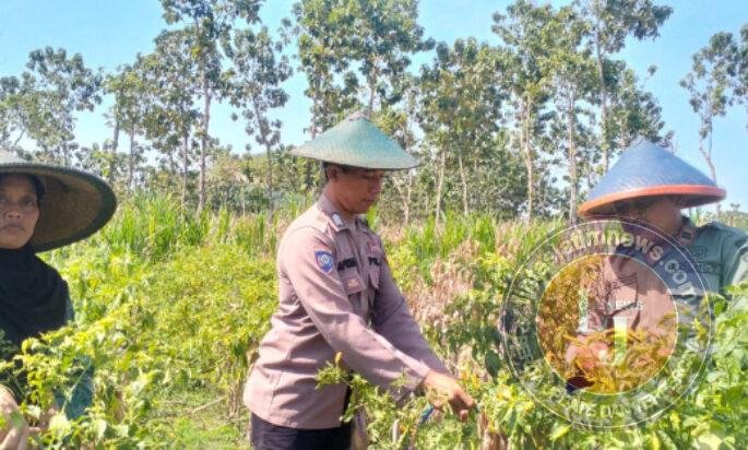 Kemandirian Pangan Nasional, Personel Polres Gresik Dampingi Sektor Pertanian di Panceng