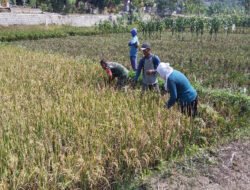 Panen Raya Menggembirakan, Babinsa dan Petani Petik Hasil Kerja Keras
