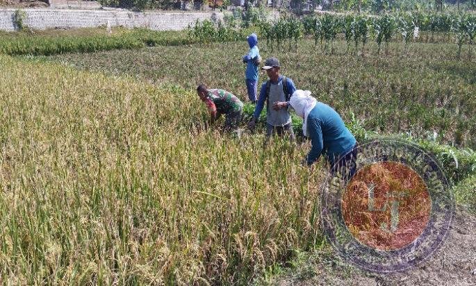 Panen Raya Menggembirakan, Babinsa dan Petani Petik Hasil Kerja Keras