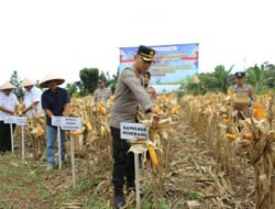 Polres Sumedang Intensifkan Pemeliharaan Tanaman Jagung untuk Dukung Ketahanan Pangan Nasional