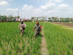 Babinsa Turun ke Sawah, Dampingi Petani Rawat Padi Demi Hasil Panen Optimal