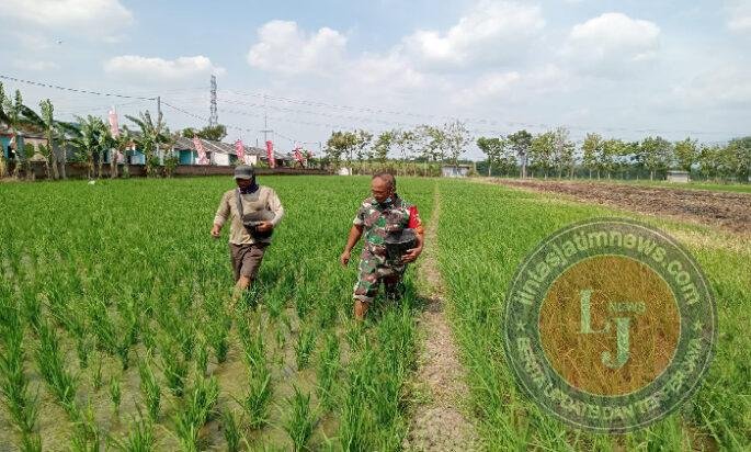 Babinsa Turun ke Sawah, Dampingi Petani Rawat Padi Demi Hasil Panen Optimal
