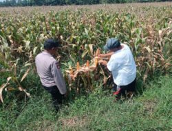 Bhabinkamtibmas Pekoren Pantau Lahan Jagung di Rembang, Kawal Asta Cita Ketahanan Pangan